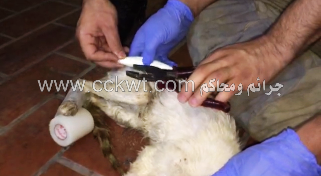 تقديم الإسعاف للقط