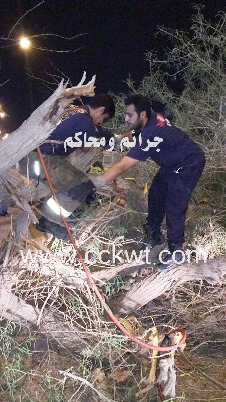 رجال الإطفاء يقتلعون الأشجار في شارع النجاشي