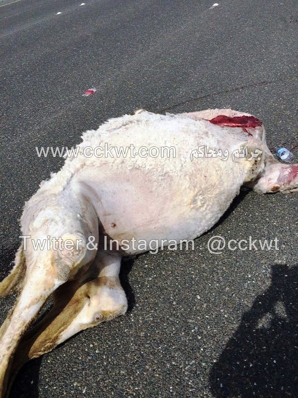 الحادث تسبب بنفوق الناقة