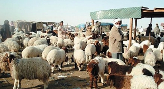 «خروف» يتسبب بمشاجرة بين مواطن وبائع آسيوي في «صفاة الظهر»